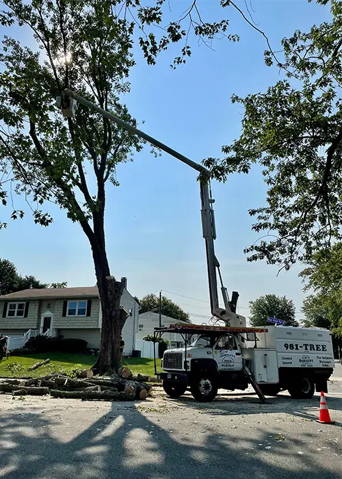 Jim's Complete Tree Service in action