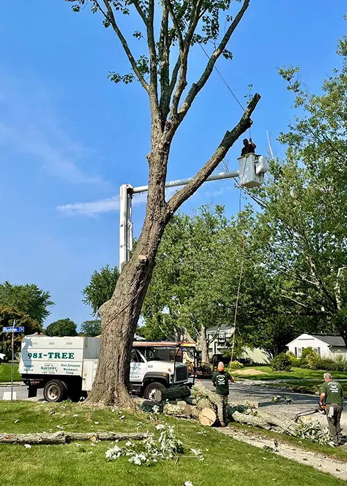 Jim's Complete Tree Service in action